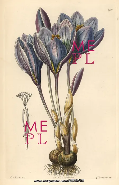 : Showy Autumn crocus, Crocus speciosus : Showy Autumn crocus, Crocus speciosus