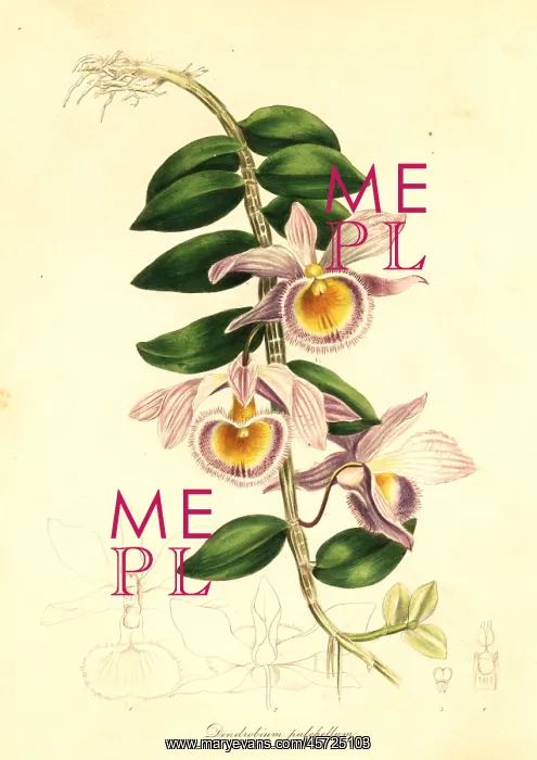 : Showy dendrobium, Dendrobium pulchellum : Showy dendrobium, Dendrobium pulchellum