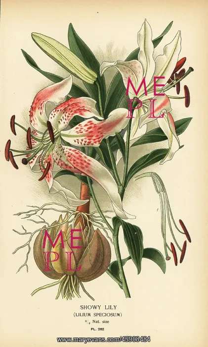 : Showy lily, Lilium speciosum : Showy lily, Lilium speciosum