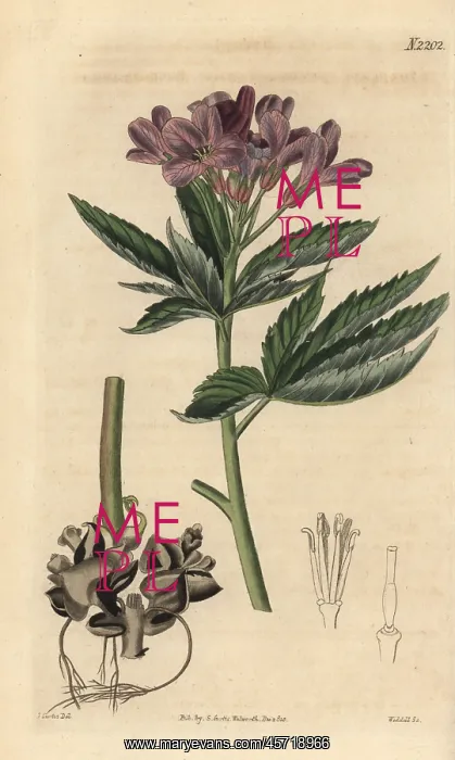 : Showy toothwort, Cardamine pentaphyllos : Showy toothwort, Cardamine pentaphyllos