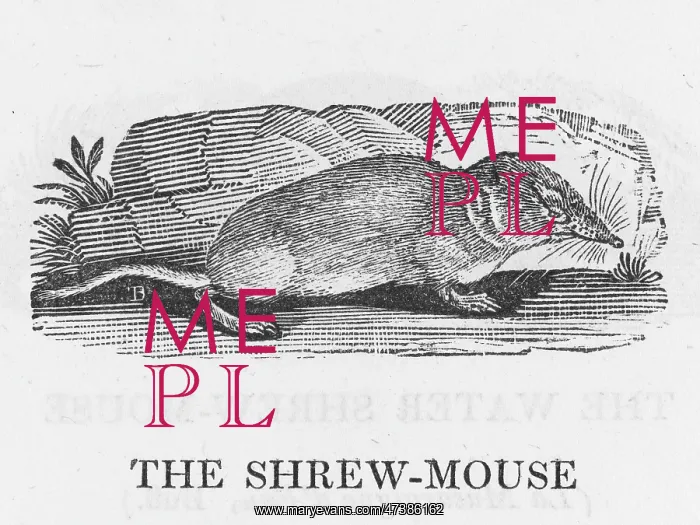 : SHREW (BEWICK) : SHREW (BEWICK)