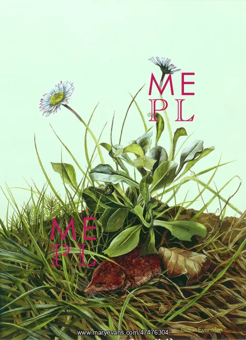 : Shrew ' with daisies and grass : Shrew ' with daisies and grass
