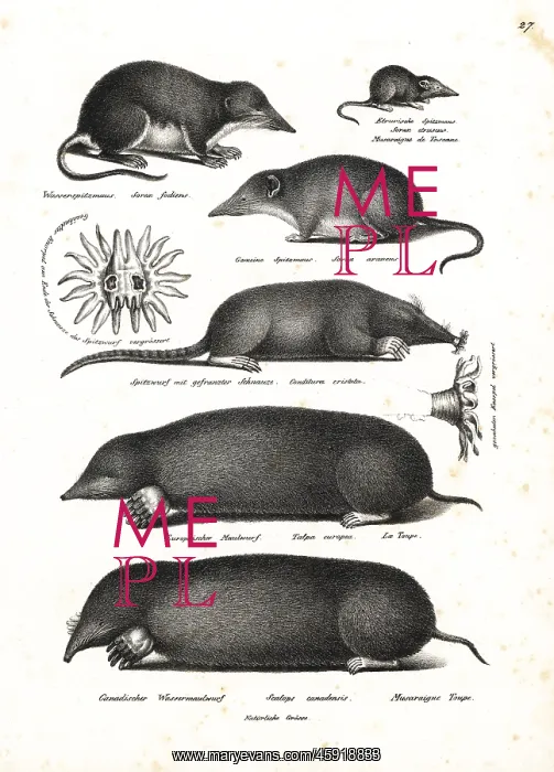 : Shrews and moles : Shrews and moles