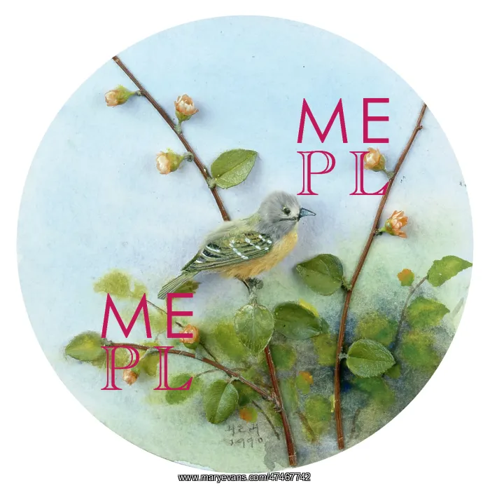 : Shrike ? bird on a branch : Shrike ? bird on a branch