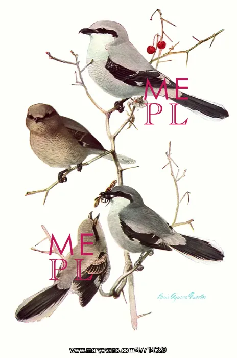  : Shrikes