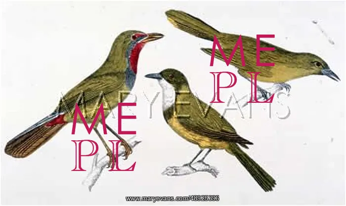  : THREE SHRIKES