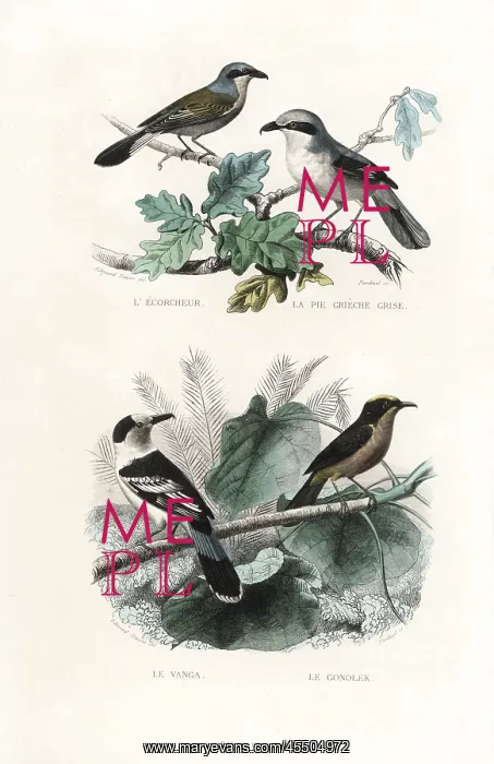 : Shrikes, hook-billed vanga and gonolek : Shrikes, hook-billed vanga and gonolek