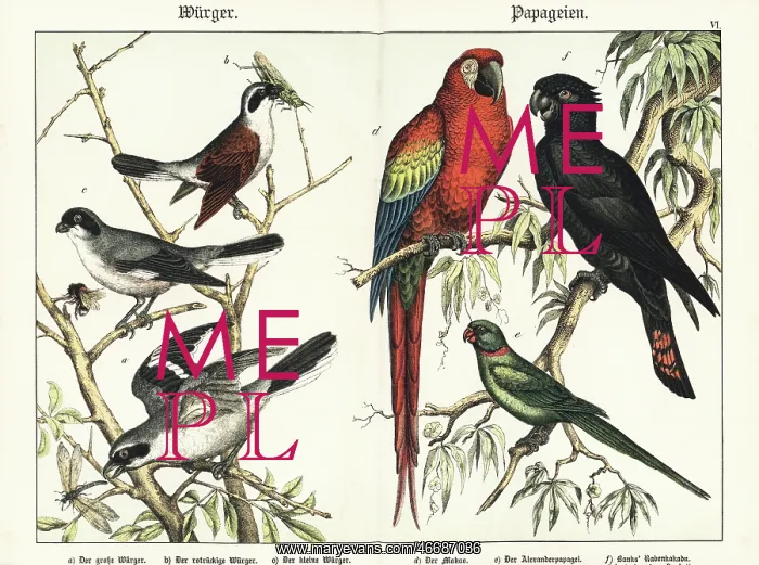 : Shrikes and parrots : Shrikes and parrots
