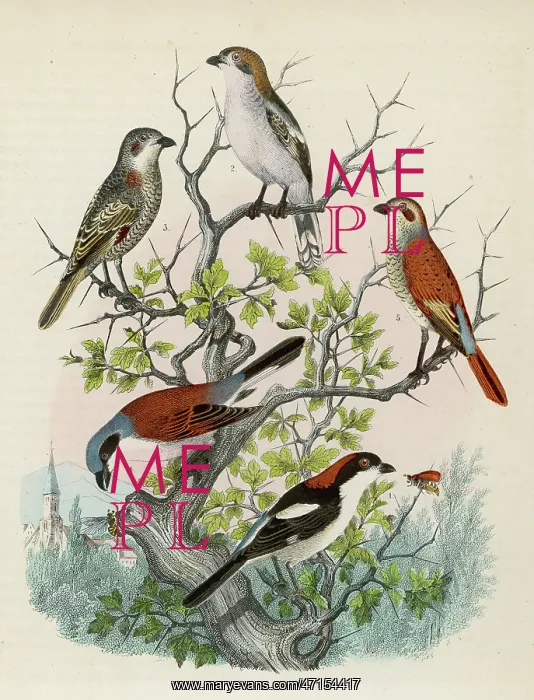 : Five shrikes perched on a bush : Five shrikes perched on a bush