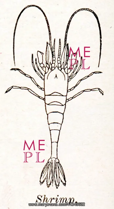  : Shrimp