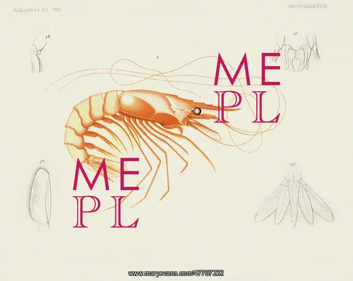  : Shrimp