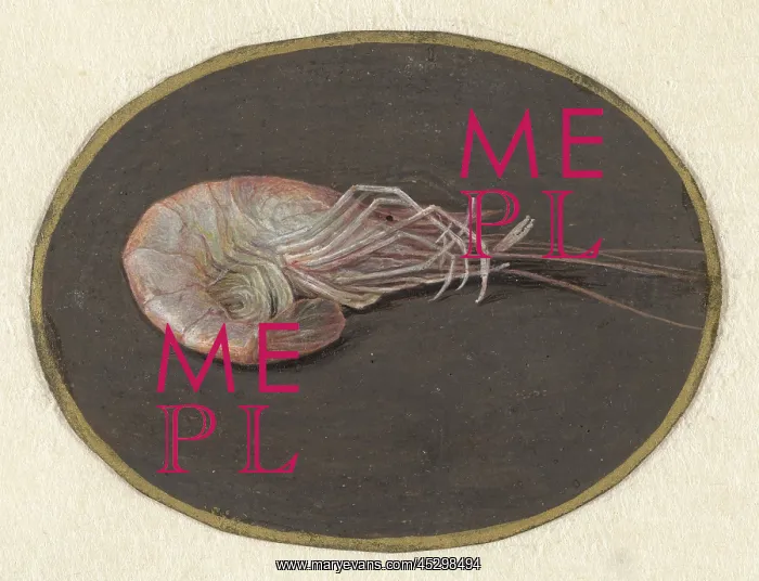 : Shrimp, by Jan Augustin van der Goes : Shrimp, by Jan Augustin van der Goes