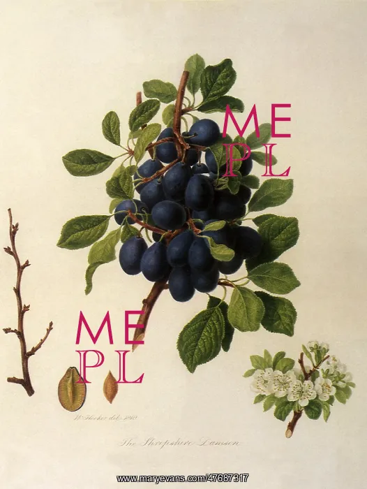 : Shropshire Damsons : Shropshire Damsons
