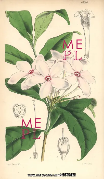 : Shrubby kopsia, Kopsia fruticosa : Shrubby kopsia, Kopsia fruticosa