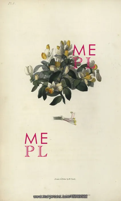 : Shrubby milkwort, Polygala chamaebuxus : Shrubby milkwort, Polygala chamaebuxus