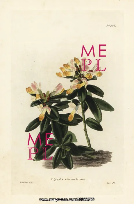 : Shrubby milkwort, Polygala chamaebuxus : Shrubby milkwort, Polygala chamaebuxus