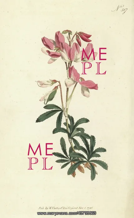 : Shrubby rest-harrow, Ononis fruticosa : Shrubby rest-harrow, Ononis fruticosa