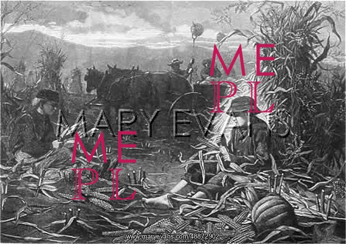 : SHUCKING MAIZE