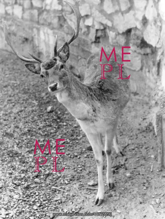 : SHY FALLOW DEER
