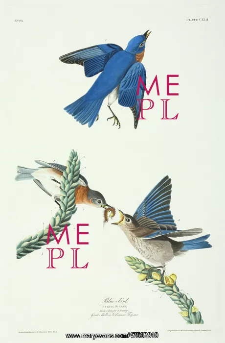 : Sialia sialis, eastern bluebird : Sialia sialis, eastern bluebird