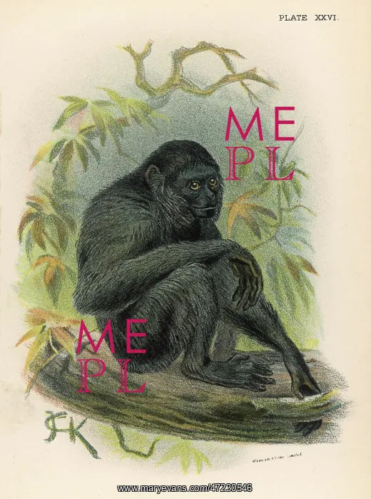  : SIAMANG MONKEY / JCK