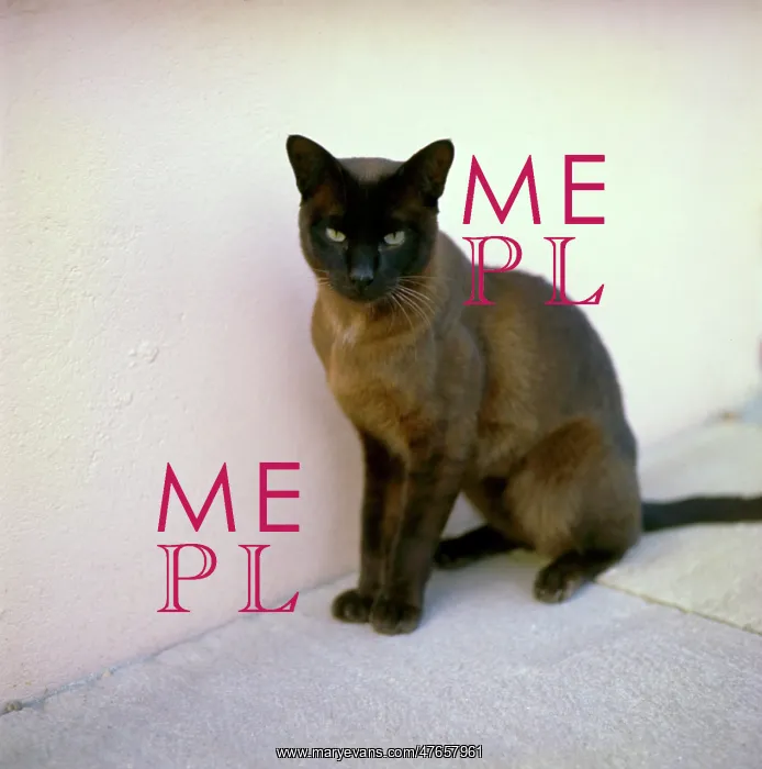  : Siamese cat