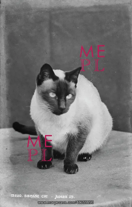 : Siamese Cat : Siamese Cat
