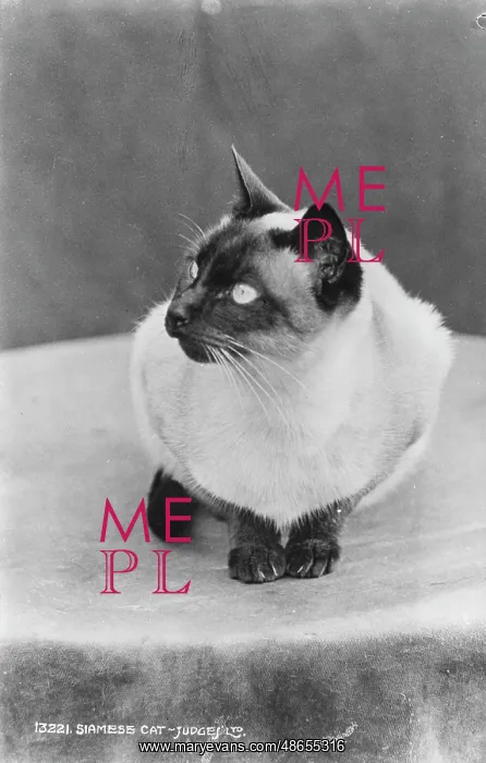 : Siamese Cat : Siamese Cat