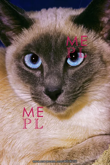 : Siamese Cat Face Piercing Blue Eyes Looking : Siamese Cat Face Piercing Blue Eyes Looking
