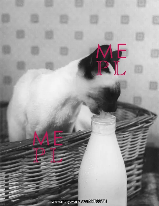 : SIAMESE CAT GETS CREAM : SIAMESE CAT GETS CREAM