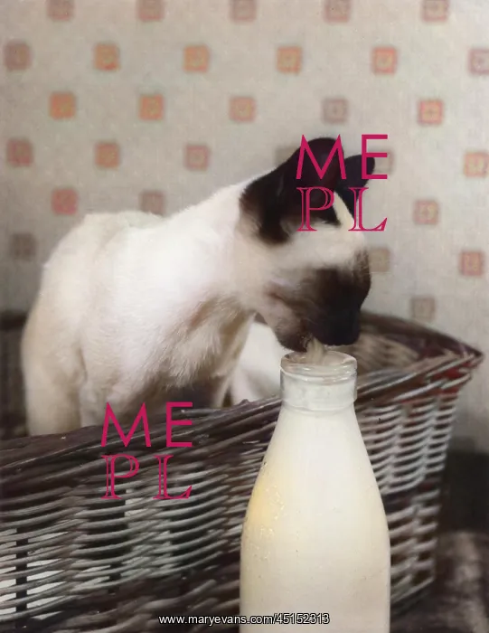 : SIAMESE CAT GETS CREAM : SIAMESE CAT GETS CREAM