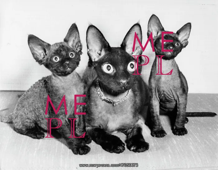: Siamese cat and two kittens : Siamese cat and two kittens