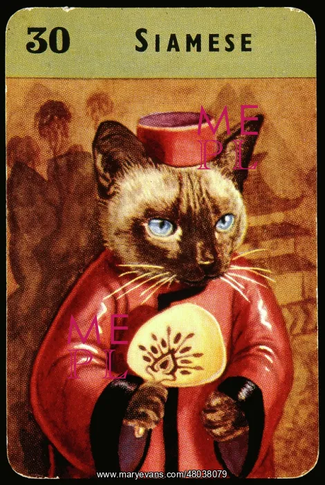 : Siamese cat in oriental costume : Siamese cat in oriental costume