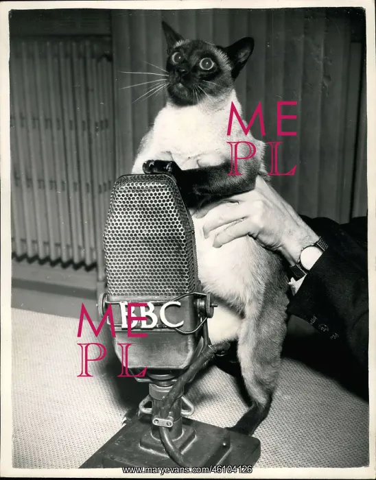 : Siamese cat records for BBC radio programme, London : Siamese cat records for BBC radio programme, London