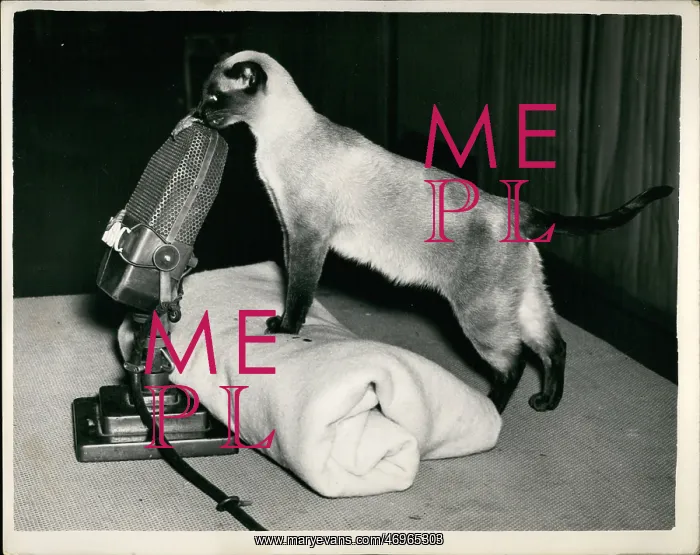 : Siamese cat records for BBC radio programme, London : Siamese cat records for BBC radio programme, London