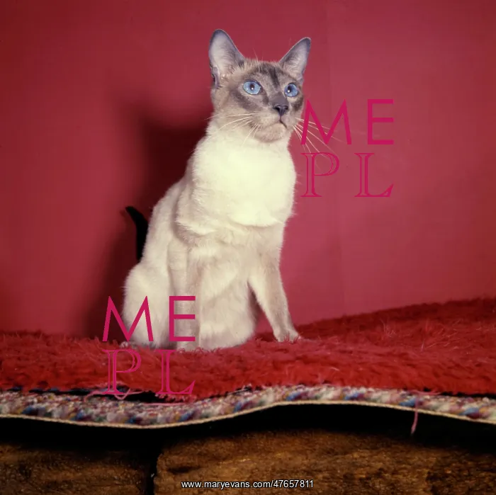 : Siamese cat with red background : Siamese cat with red background