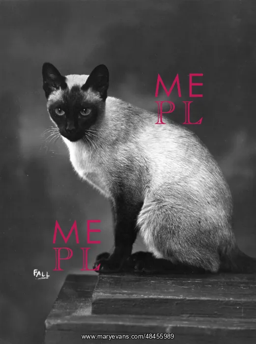 : SIAMESE CAT SITS UPRIGHT : SIAMESE CAT SITS UPRIGHT