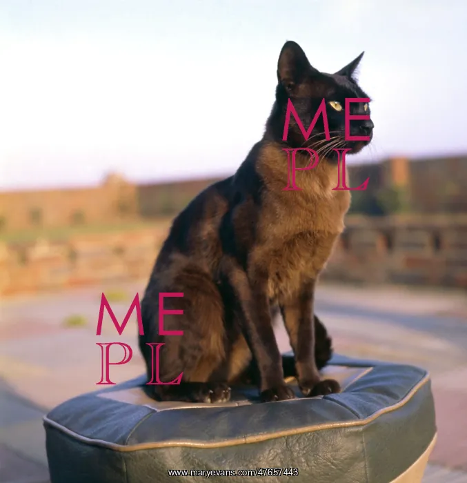 : Siamese cat sitting on a stool : Siamese cat sitting on a stool