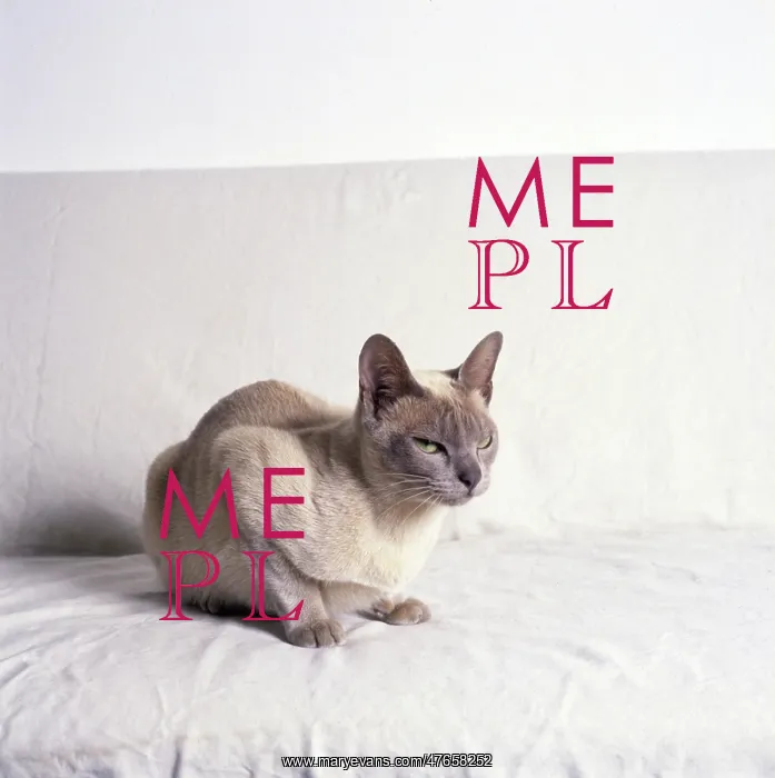 : Siamese cat with white background : Siamese cat with white background