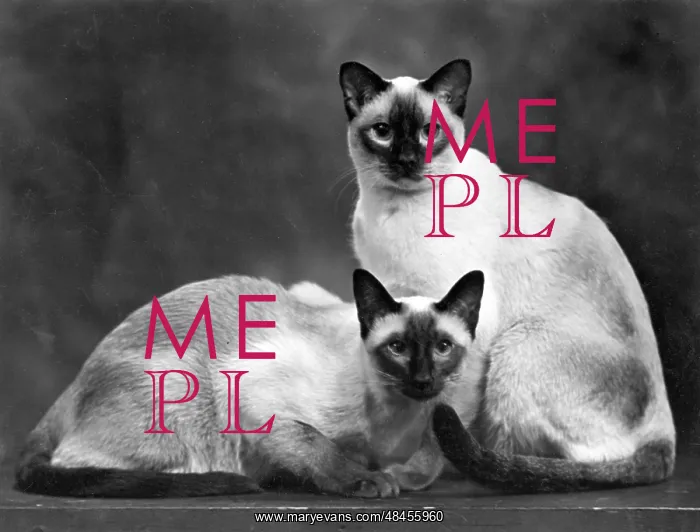  : TWO SIAMESE CATS 1949
