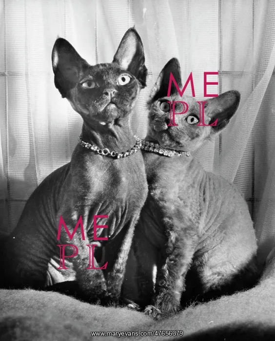  : Two Siamese cats