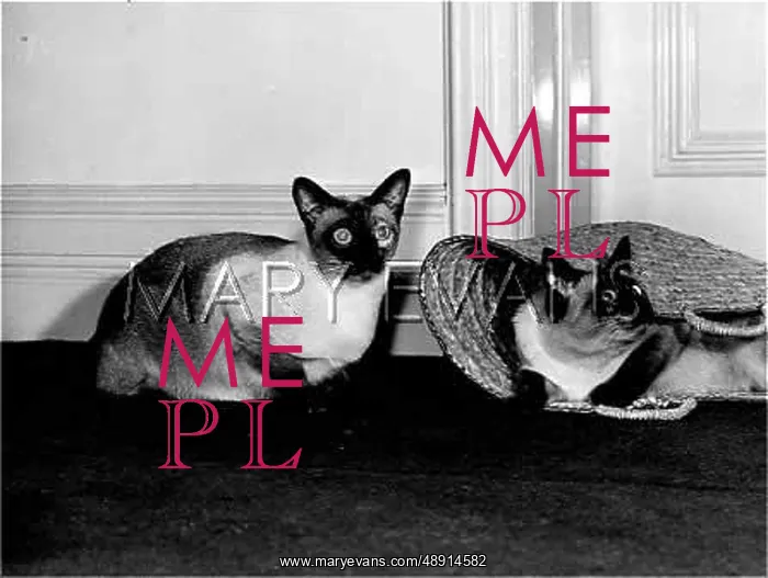 : SIAMESE CATS : SIAMESE CATS