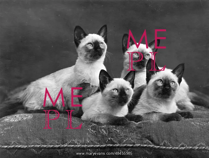  : FOUR SIAMESE CATS (B / W)