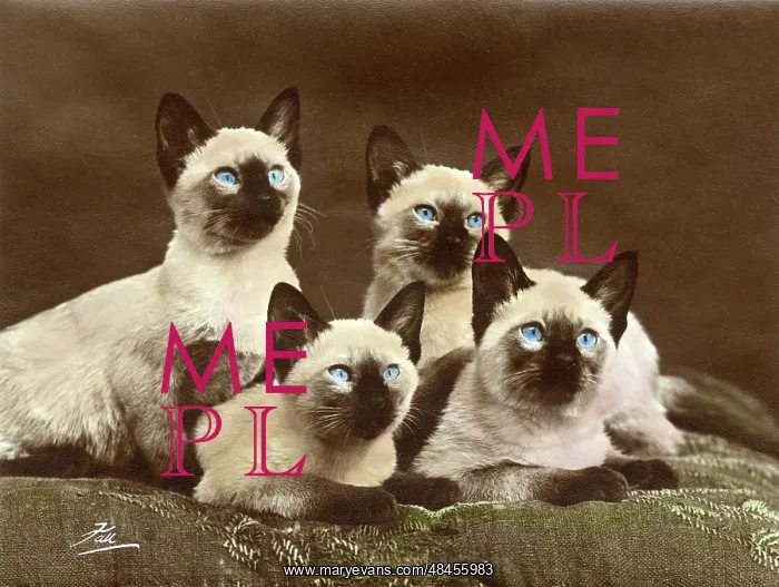  : FOUR SIAMESE CATS (COL.)