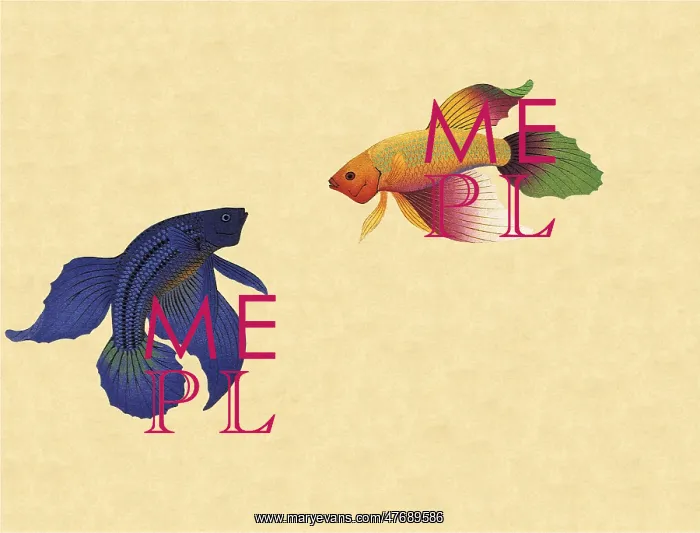  : Siamese Fighting Fish