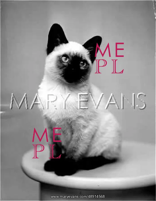 : SIAMESE KITTEN : SIAMESE KITTEN