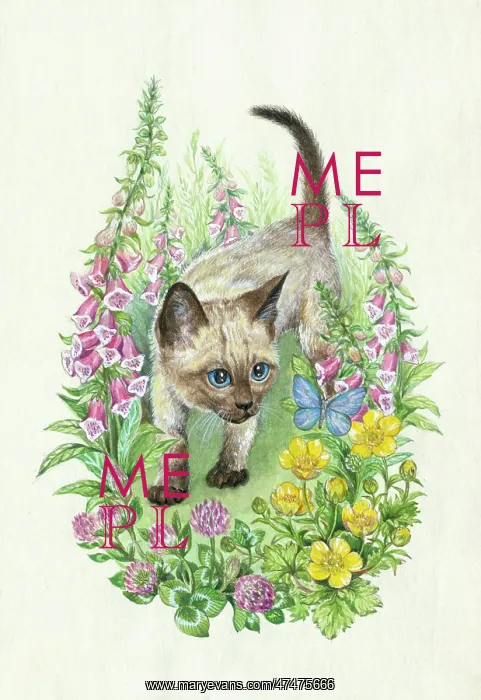 : Siamese Kitten looking at a blue butterfly : Siamese Kitten looking at a blue butterfly