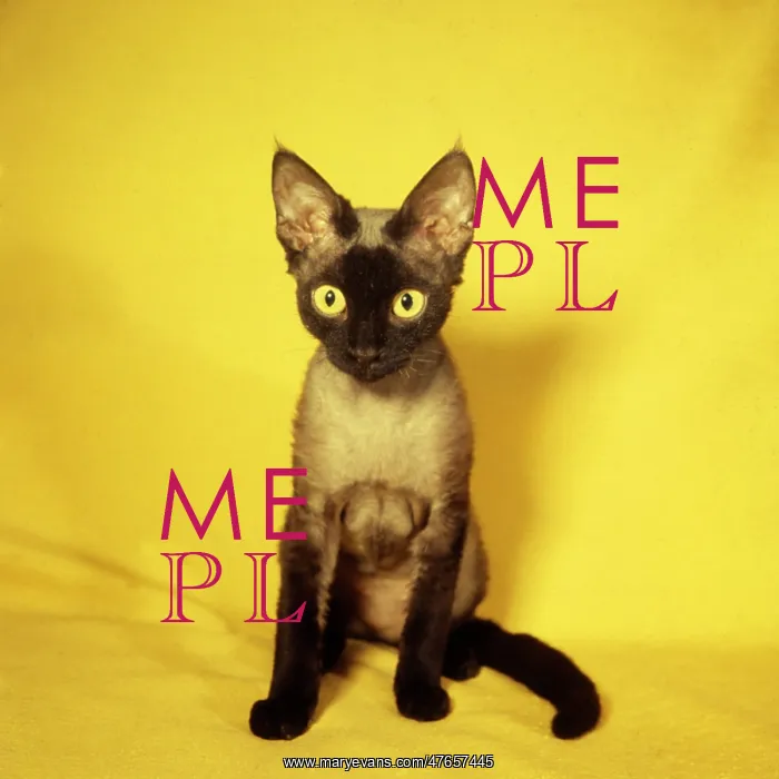 : Siamese kitten with yellow background : Siamese kitten with yellow background