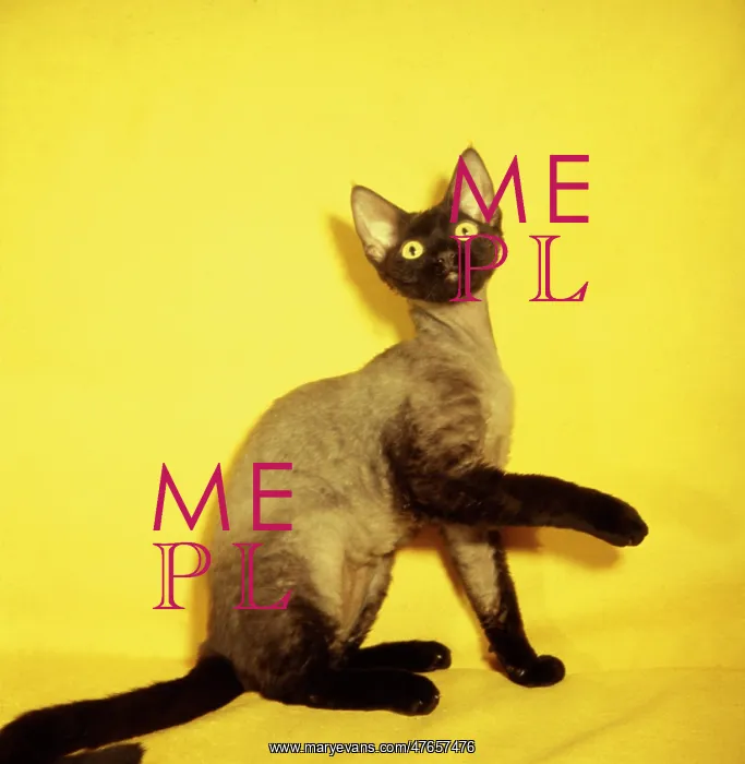 : Siamese kitten with yellow background : Siamese kitten with yellow background