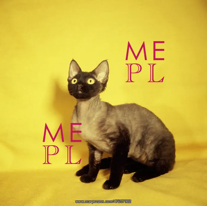 : Siamese kitten with yellow background : Siamese kitten with yellow background